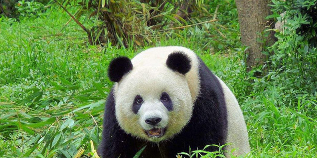 Private Chengdu Panda Tour