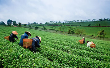 China Tea Tour