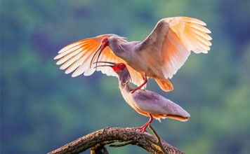 China Birding Tour