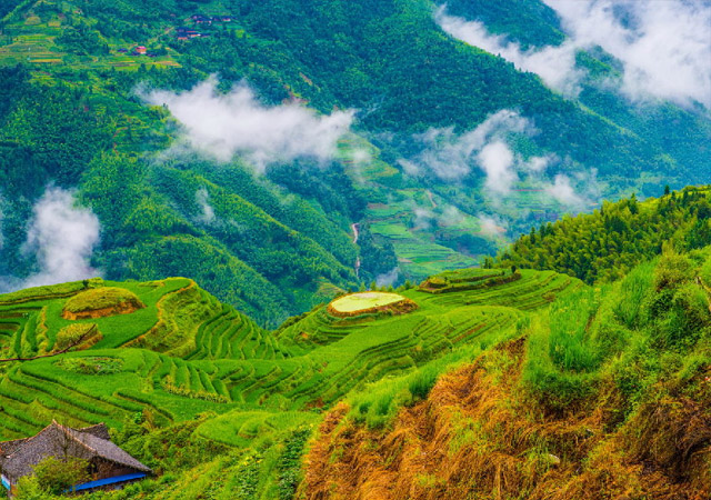 Draon Bone Rice Terrace Fields