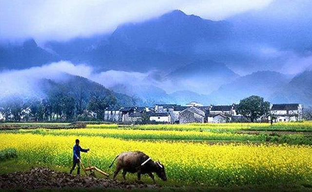 Wuyuan and Huangshan Tour