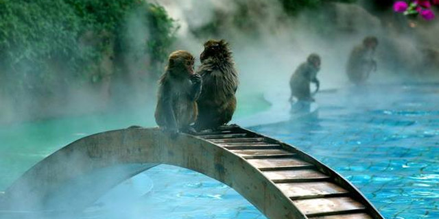 Half-day Sanya Monkey Island Tour