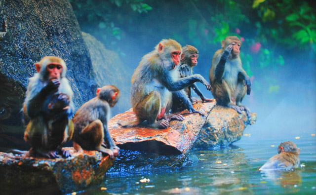 Half-day Sanya Monkey Island Tour