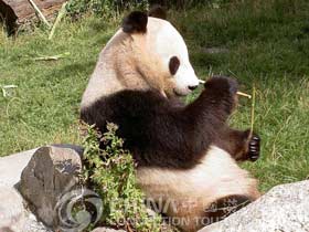 Panda of Beijing Zoo, Beijing Attractions, Beijing Travel Guide