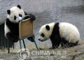 Chengdu Research Base of Giant Panda, Chengdu Attractions, Chengdu Travel Guide