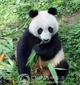 Research Base of Giant Panda in Chengdu, Chengdu Attractions, Chengdu Travel Guide
