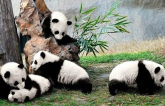Chengdu Research Base of Giant Panda, Chengdu Attractions, Chengdu Travel Guide