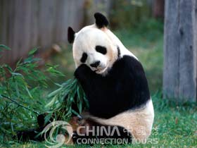 Chengdu Zoo, Chengdu Attractions, Chengdu Travel Guide
