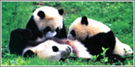 Featured Chengdu Tours
