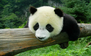 Private Chengdu Panda Tour