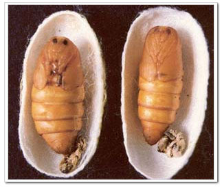 Silkworm, Chinese Silk