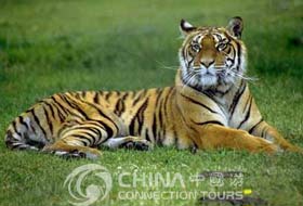 Zoological Garden of Chongqing, Chongqing Attractions, Chongqing Travel Guide