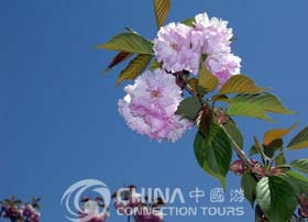 Dalian botanical garden, Dalian Attractions, Dalian Travel Guide