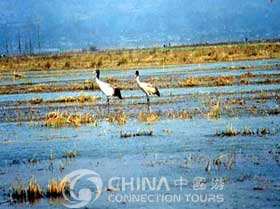 Guiyang Caohai Lake, Guiyang Attractions, Guiyang Travel Guide