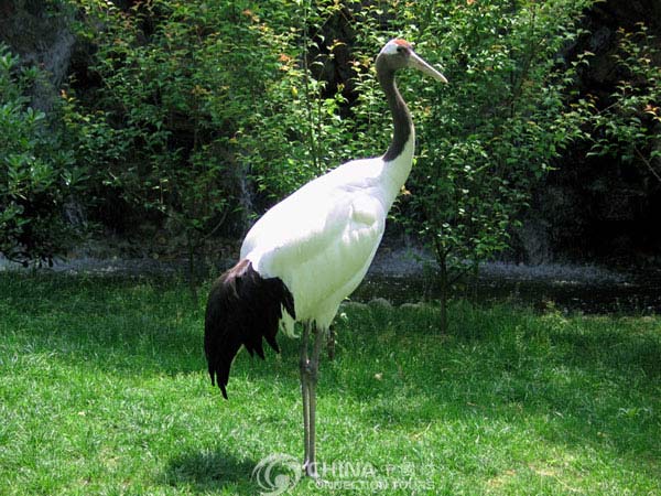 Hangzhou Zoo, Hangzhou Attractions, Hangzhou Travel Guide