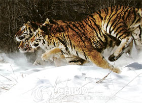 Heilongjiang Northeast China tiger, Heilongjiang Travel Guide