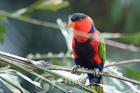 Hong Kong Bird in Zoological-Botanical, Hong Kong Attractions, Hong Kong Travel Guide