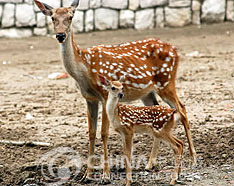 Jinan Zoo, Jinan Attractions, Jinan Travel Guide