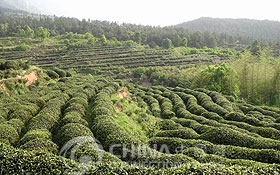 Jiujiang Lushan Tea，Jiujiang Shopping, Jiujiang Travel Guide