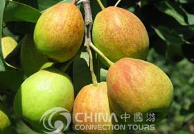 Korla Fragrant Pears, Korla Shopping, Korla Travel Guide