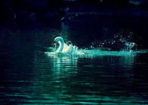 Korla Swan Lake