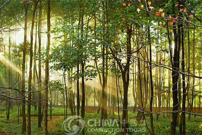 Kunming Yunnan Botanic Garden, Kunming Attractions, Kunming Travel Guide