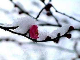 Nanjing Plum Blossom Hill