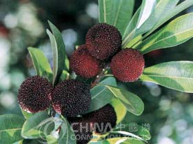 Ningbo local fruits, Ningbo Shopping, Ningbo Travel Guide