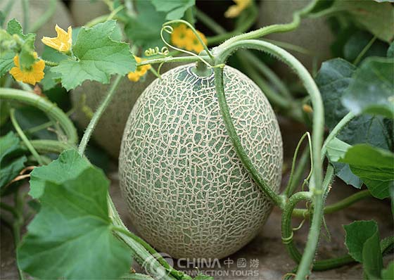 Hami melon – Turpan Dining