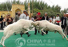 Sheep Tussling, Urumqi Nightlife, Urumqi Travel Guide