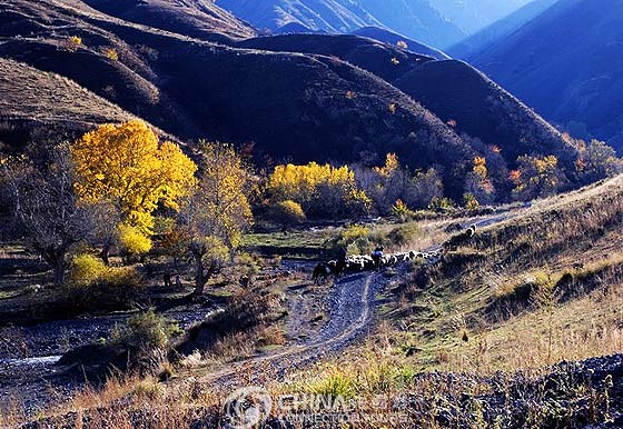 Urumqi White Poplar Valley, Urumqi Travel Guide
