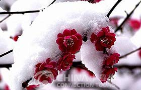 Plum Garden - Wuxi Travel Guide