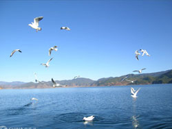 Qinghai Lake, Xining Travel
