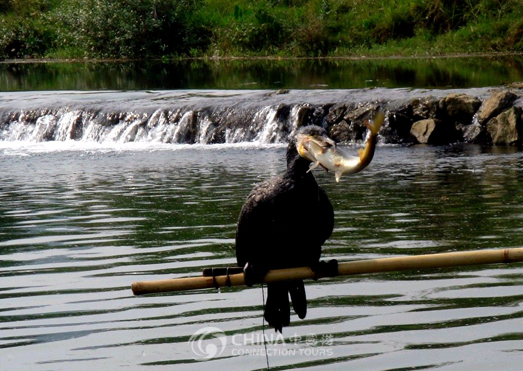 Cormorant Fish performance – Yangshuo Nightlife