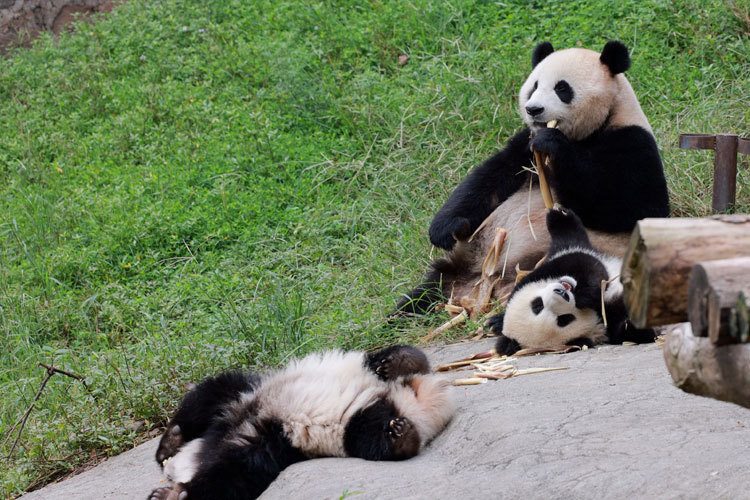 Chengdu Tours